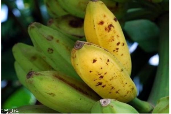 吃芭蕉有什么要注意的呢 什么人群不能吃芭蕉呢 吃芭蕉有什么要注意的呢 什么人群不能吃芭蕉呢