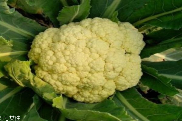 花椰菜有什么營(yíng)養(yǎng)價(jià)值呢 吃花椰菜有什么好處呢 花椰菜有什么營(yíng)養(yǎng)價(jià)值呢 吃花椰菜有什么好處呢