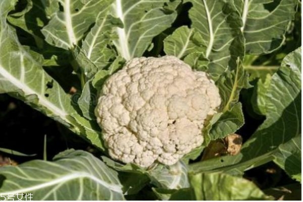 花椰菜有什么營(yíng)養(yǎng)價(jià)值呢 吃花椰菜有什么好處呢 花椰菜有什么營(yíng)養(yǎng)價(jià)值呢 吃花椰菜有什么好處呢