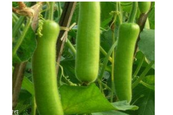 瓠瓜有什么營養(yǎng)價值呢 瓠瓜生活在什么環(huán)境里呢 瓠瓜有什么營養(yǎng)價值呢 瓠瓜生活在什么環(huán)境里呢