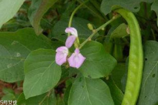 吃刀豆有什么禁忌呢 刀豆怎么做好吃呢 吃刀豆有什么禁忌呢 刀豆怎么做好吃呢