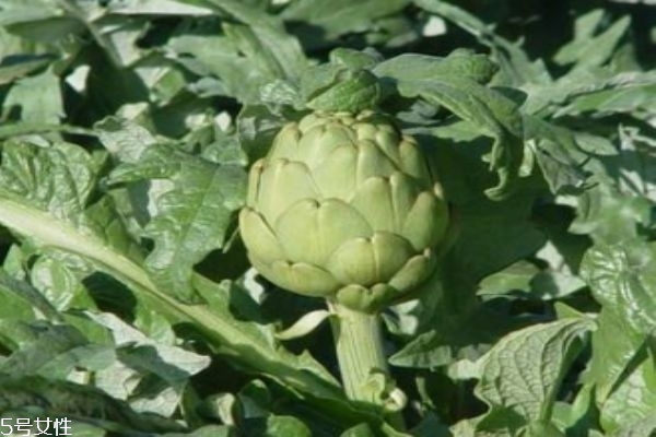 什么是朝鮮薊呢 朝鮮薊有什么營養(yǎng)價值呢 什么是朝鮮薊呢 朝鮮薊有什么營養(yǎng)價值呢