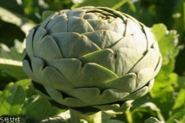 吃朝鮮薊有什么注意呢 什么人群不能吃朝鮮薊呢 吃朝鮮薊有什么注意呢 什么人群不能吃朝鮮薊呢