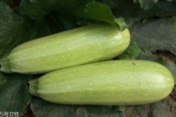 什么是筍瓜呢 筍瓜有什么營養(yǎng)價(jià)值呢 什么是筍瓜呢 筍瓜有什么營養(yǎng)價(jià)值呢