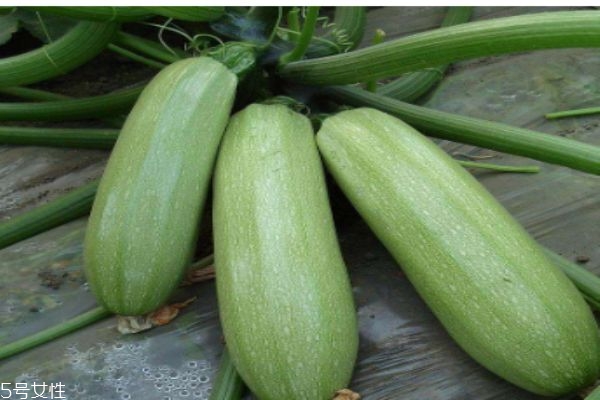什么是筍瓜呢 筍瓜有什么營養(yǎng)價(jià)值呢 什么是筍瓜呢 筍瓜有什么營養(yǎng)價(jià)值呢