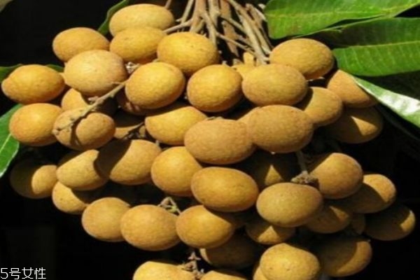 桂圓有什么營養(yǎng)價值呢 吃桂圓有什么好處呢 桂圓有什么營養(yǎng)價值呢 吃桂圓有什么好處呢