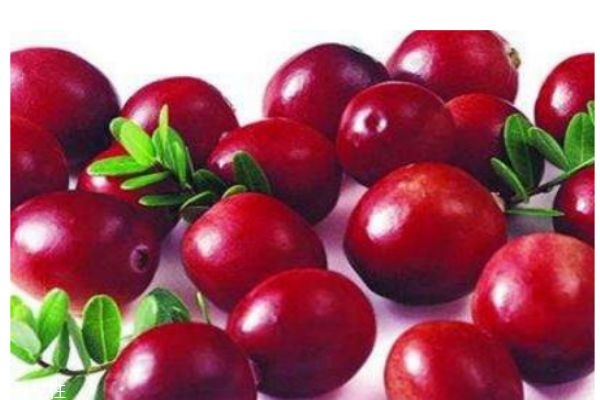 蔓越莓有什么營養(yǎng)價值呢 吃蔓越莓有什么好處呢 蔓越莓有什么營養(yǎng)價值呢 吃蔓越莓有什么好處呢