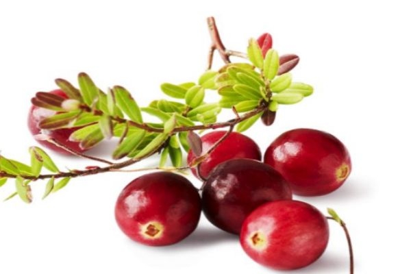 蔓越莓有什么營養(yǎng)價值呢 吃蔓越莓有什么好處呢 蔓越莓有什么營養(yǎng)價值呢 吃蔓越莓有什么好處呢