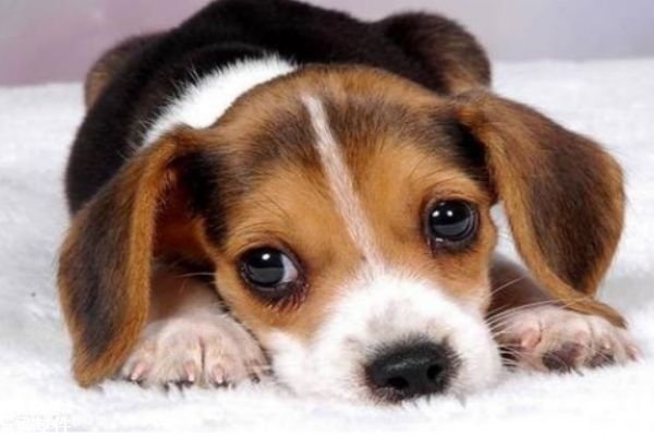 小狗應該怎么除蟲呢 什么是狗狗的內蟲