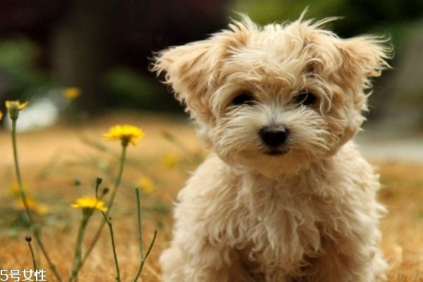 小狗應該怎么除蟲呢 什么是狗狗的內蟲