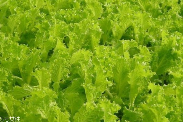 什么是白苣呢 白苣有什么營養(yǎng)價值呢 什么是白苣呢 白苣有什么營養(yǎng)價值呢