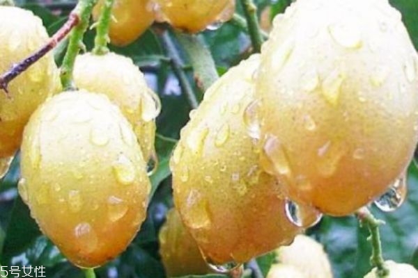 黃皮有什么營養(yǎng)價值呢 吃黃皮有什么作用呢 黃皮有什么營養(yǎng)價值呢 吃黃皮有什么作用呢