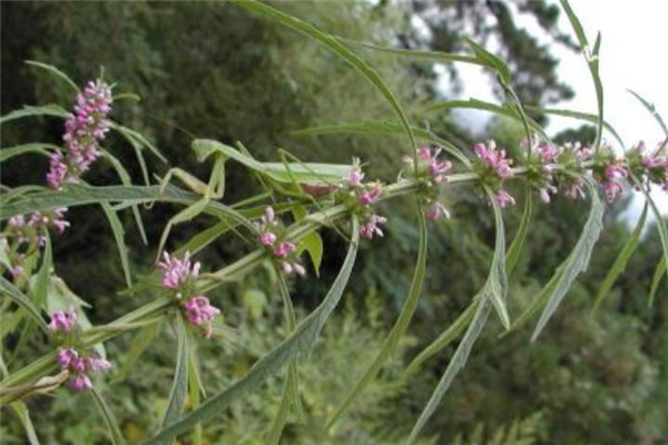 益母草男人可以吃嗎 男人吃益母草的功效 益母草男人可以吃嗎 男人吃益母草的功效
