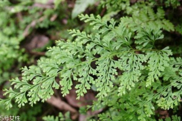 什么是烏韭呢 烏韭有什么作用呢 什么是烏韭呢 烏韭有什么作用呢