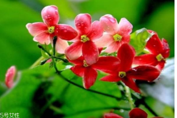 使君子有什么副作用嗎 什么人群不能吃使君子呢 使君子有什么副作用嗎 什么人群不能吃使君子呢