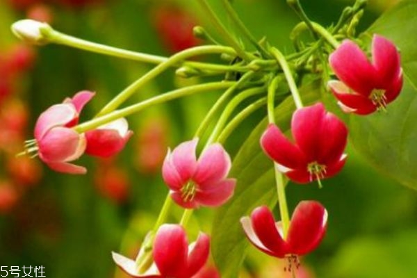 使君子有什么副作用嗎 什么人群不能吃使君子呢 使君子有什么副作用嗎 什么人群不能吃使君子呢