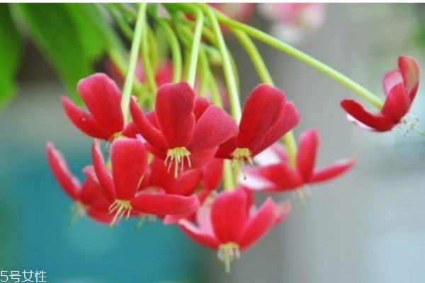 使君子有什么副作用嗎 什么人群不能吃使君子呢 使君子有什么副作用嗎 什么人群不能吃使君子呢