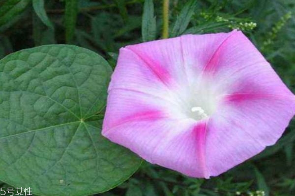 什么是白丑呢 白丑有什么作用呢 什么是白丑呢 白丑有什么作用呢