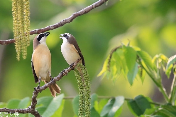 情侶為什么會選擇閃婚 閃婚要注意什么 情侶為什么會選擇閃婚 閃婚要注意什么