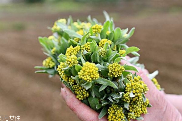 什么是清明菜呢 清明菜有什么營養(yǎng)價值呢 什么是清明菜呢 清明菜有什么營養(yǎng)價值呢