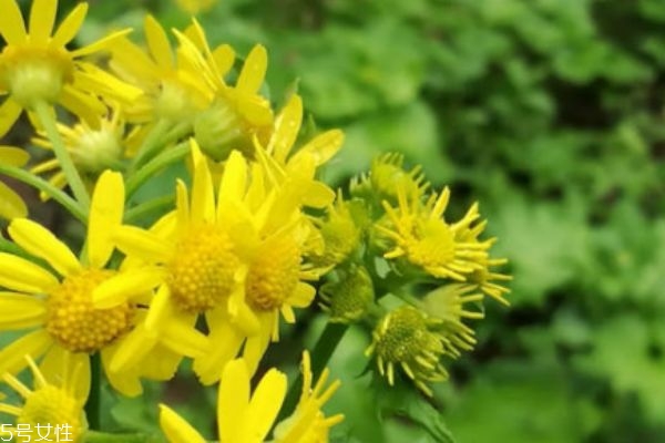 什么是清明菜呢 清明菜有什么營養(yǎng)價值呢 什么是清明菜呢 清明菜有什么營養(yǎng)價值呢