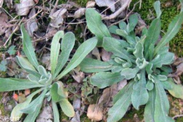 吃清明菜有什么好處呢 清明菜有什么禁忌呢 吃清明菜有什么好處呢 清明菜有什么禁忌呢