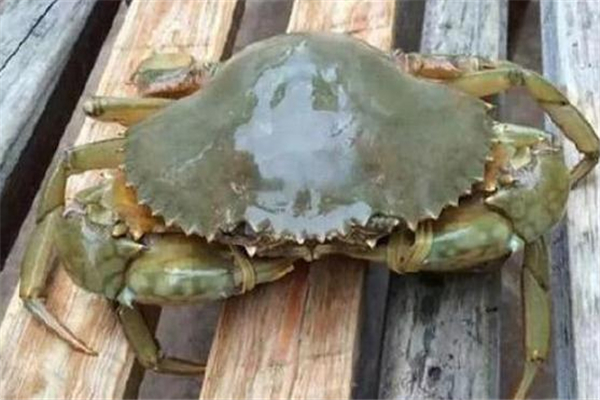 清蒸青蟹怎樣不會掉腳 青蟹容易掉腳什么原因 清蒸青蟹怎樣不會掉腳 青蟹容易掉腳什么原因