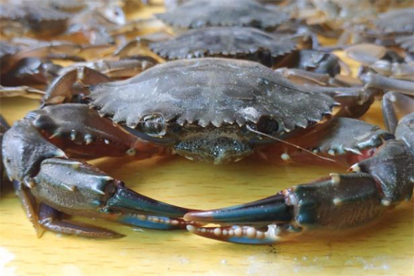 清蒸青蟹怎樣不會掉腳 青蟹容易掉腳什么原因 清蒸青蟹怎樣不會掉腳 青蟹容易掉腳什么原因