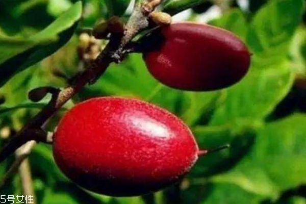 神秘果主要分布在哪里呢 神秘果市場(chǎng)價(jià)格是怎么樣的呢 神秘果主要分布在哪里呢 神秘果市場(chǎng)價(jià)格是怎么樣的呢