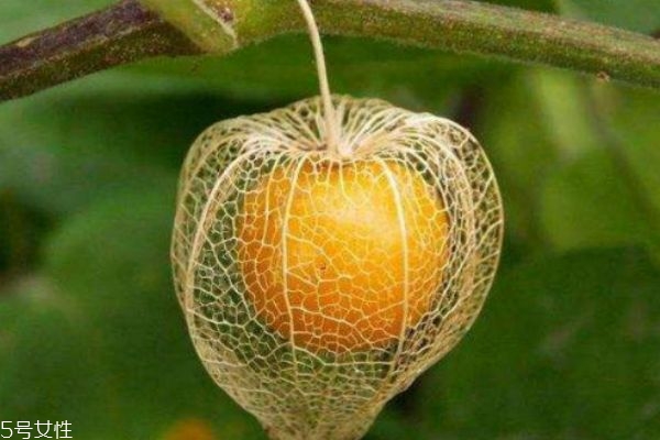 什么是燈籠果呢 燈籠果有什么營(yíng)養(yǎng)價(jià)值呢 什么是燈籠果呢 燈籠果有什么營(yíng)養(yǎng)價(jià)值呢