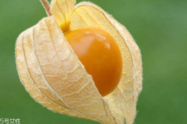 什么是燈籠果呢 燈籠果有什么營(yíng)養(yǎng)價(jià)值呢 什么是燈籠果呢 燈籠果有什么營(yíng)養(yǎng)價(jià)值呢