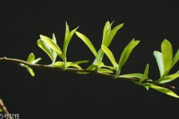 柳葉有什么作用呢 柳葉有什么營(yíng)養(yǎng)價(jià)值呢 柳葉有什么作用呢 柳葉有什么營(yíng)養(yǎng)價(jià)值呢