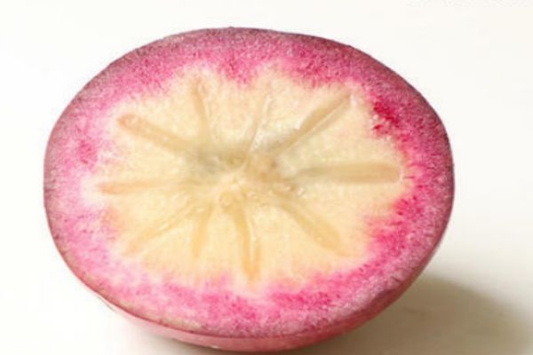 什么是牛奶果呢 牛奶果有什么營(yíng)養(yǎng)價(jià)值呢 什么是牛奶果呢 牛奶果有什么營(yíng)養(yǎng)價(jià)值呢