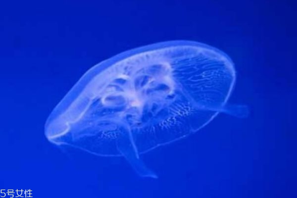 水母可以吃嗎 水母有什么營(yíng)養(yǎng)價(jià)值呢