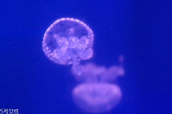 水母可以吃嗎 水母有什么營(yíng)養(yǎng)價(jià)值呢
