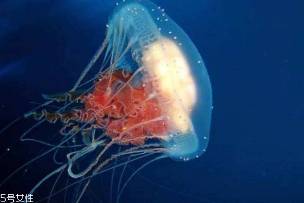 水母可以吃嗎 水母有什么營(yíng)養(yǎng)價(jià)值呢