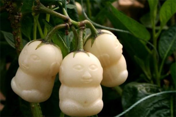 人參果里面的囊能吃嗎 人參果的果皮可以吃嗎 人參果里面的囊能吃嗎 人參果的果皮可以吃嗎