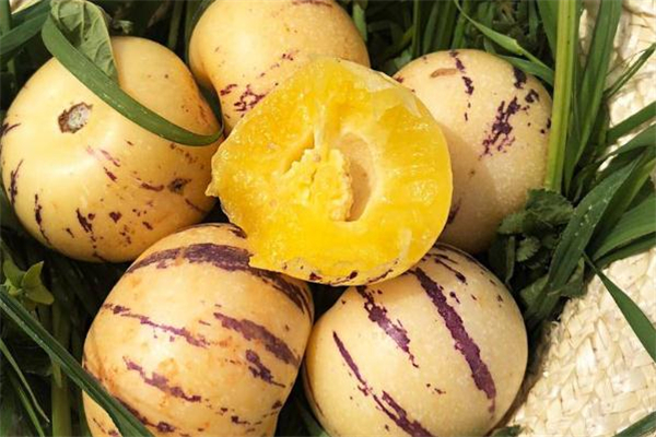 人參果不能和什么一起吃 人參果食用禁忌 人參果不能和什么一起吃 人參果食用禁忌