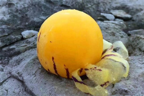 人參果怎么催熟 人參果曬太陽能快熟嗎 人參果怎么催熟 人參果曬太陽能快熟嗎