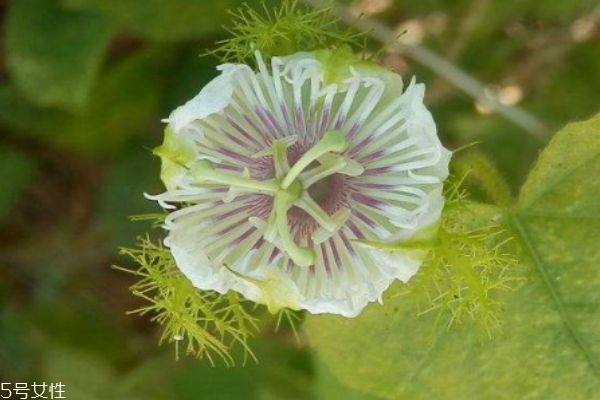 龍珠果的市場(chǎng)價(jià)格是多少呢 龍珠果的主要產(chǎn)地是哪里呢 龍珠果的市場(chǎng)價(jià)格是多少呢 龍珠果的主要產(chǎn)地是哪里呢