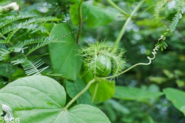 龍珠果的市場(chǎng)價(jià)格是多少呢 龍珠果的主要產(chǎn)地是哪里呢 龍珠果的市場(chǎng)價(jià)格是多少呢 龍珠果的主要產(chǎn)地是哪里呢