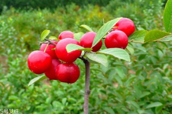 鈣果主要產自哪里呢 吃鈣果有什么禁忌嗎 鈣果主要產自哪里呢 吃鈣果有什么禁忌嗎