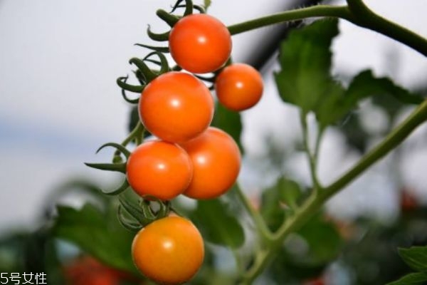 鈣果主要產自哪里呢 吃鈣果有什么禁忌嗎 鈣果主要產自哪里呢 吃鈣果有什么禁忌嗎