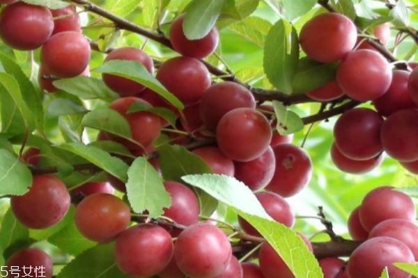 鈣果主要產自哪里呢 吃鈣果有什么禁忌嗎 鈣果主要產自哪里呢 吃鈣果有什么禁忌嗎