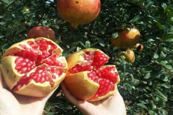 突尼斯軟籽石榴是哪里的 突尼斯軟籽石榴多少錢 突尼斯軟籽石榴是哪里的 突尼斯軟籽石榴多少錢