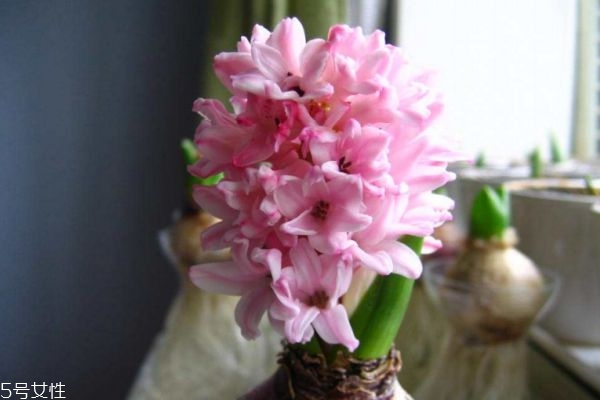 風信子有什么寓意呢 風信子的市場價格是怎么樣的呢 風信子有什么寓意呢 風信子的市場價格是怎么樣的呢