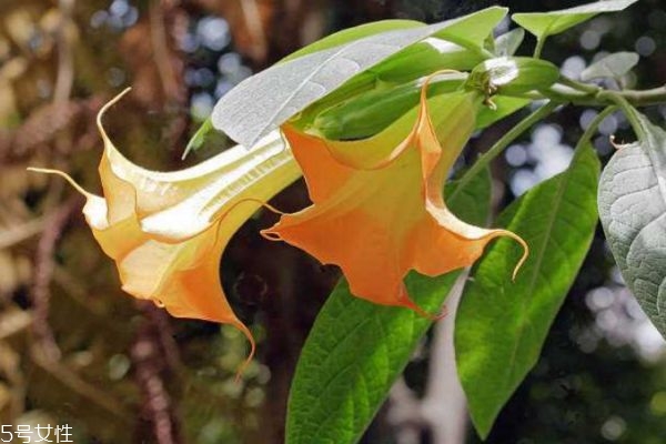 曼陀羅是一種什么花呢 曼陀羅有什么作用呢 曼陀羅是一種什么花呢 曼陀羅有什么作用呢