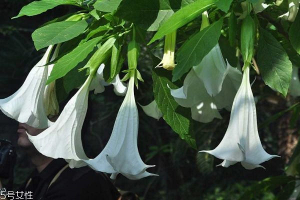 曼陀羅是一種什么花呢 曼陀羅有什么作用呢 曼陀羅是一種什么花呢 曼陀羅有什么作用呢