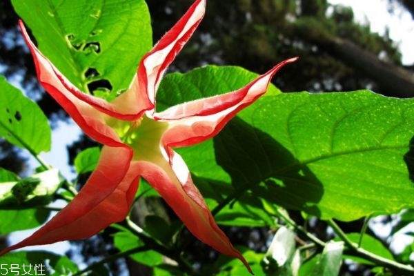 曼陀羅是一種什么花呢 曼陀羅有什么作用呢 曼陀羅是一種什么花呢 曼陀羅有什么作用呢
