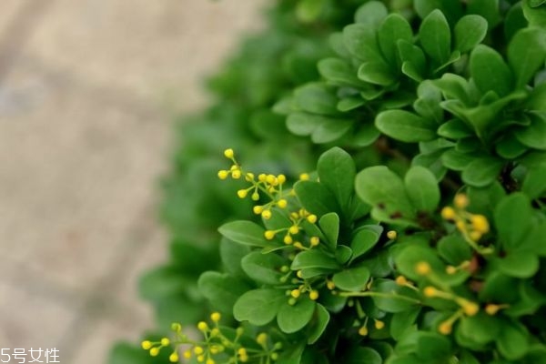 米蘭花是一種什么花呢 米蘭花有什么作用呢 米蘭花是一種什么花呢 米蘭花有什么作用呢